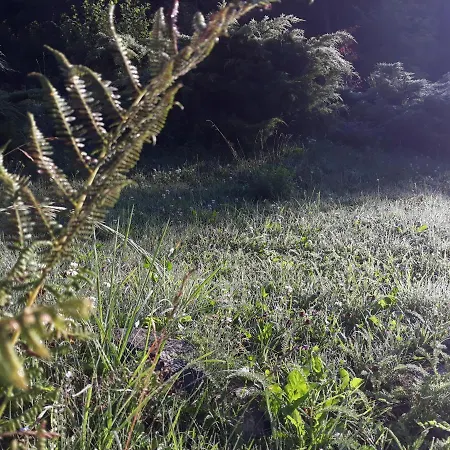 Goscinne Thank Life, 2 Forest For Rest Apartment Bystrzyca Kłodzka