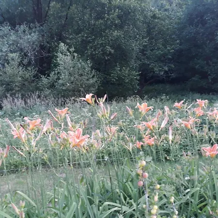 Goscinne Thank Life, 2 Forest For Rest