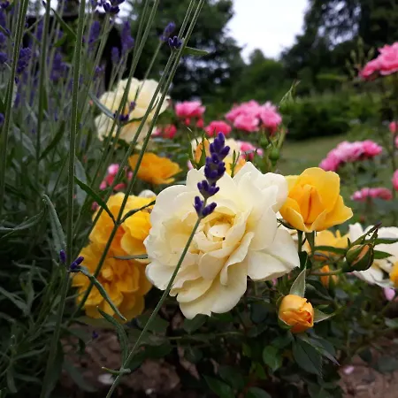 Goscinne Thank Life, 2 Forest For Rest * Bystrzyca Kłodzka