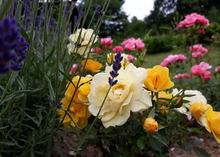 Goscinne Thank Life, 2 Forest For Rest * Bystrzyca Kłodzka